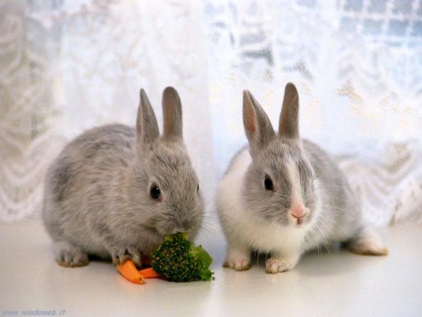 غذای اصلی خرگوش چیست؟