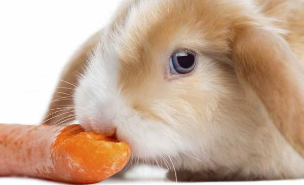 چه غذایی برای تغذیه خرگوش مناسب است؟