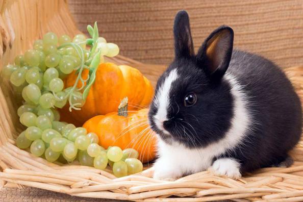 راهنمای خرید بهترین و مناسب ترین غذای خرگوش