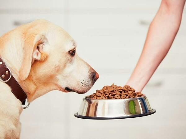 5 راه خرید ارزانتر خوراک سگ ژرمن شپرد