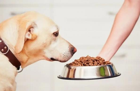 شرکت پخش انواع غذای سگ فله ای