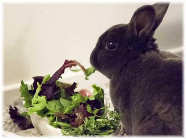 سایت اینترنتی خرید انواع غذای خرگوش باکیفیت