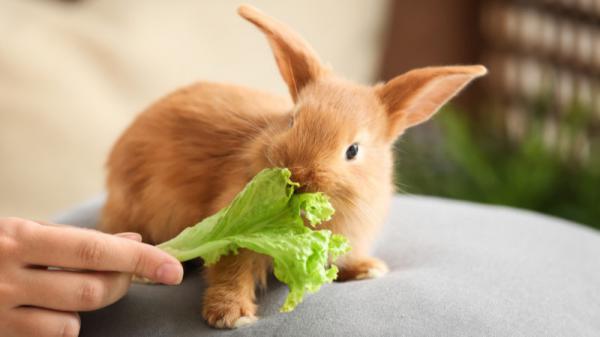 میزان غذای خرگوش در روز چقدر است؟