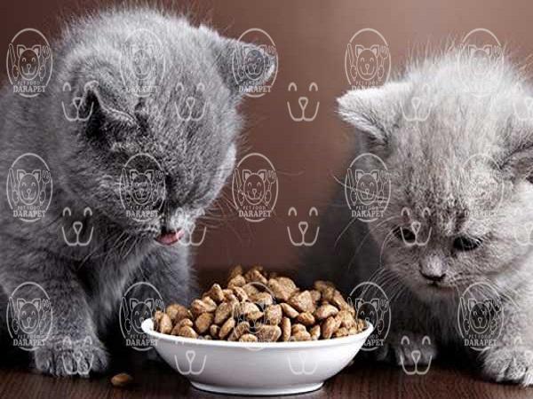 همه چیز دزباره غذای گربه خانگی