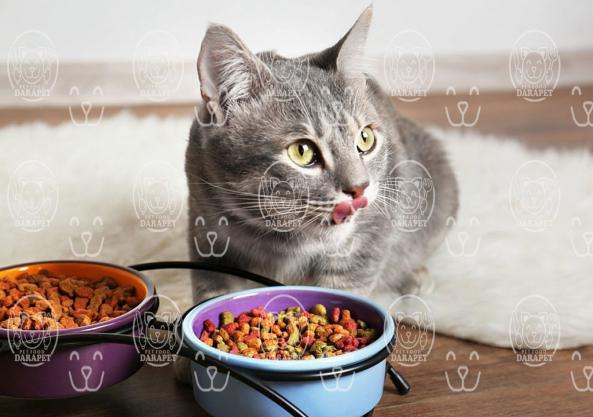 باکیفیت ترین انواع خوراک طعم دار گربه کدامند؟