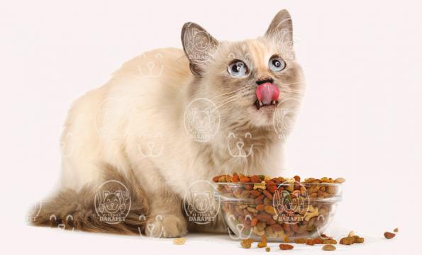 هرآنچه باید درباره غذای گربه خانگی بدانید