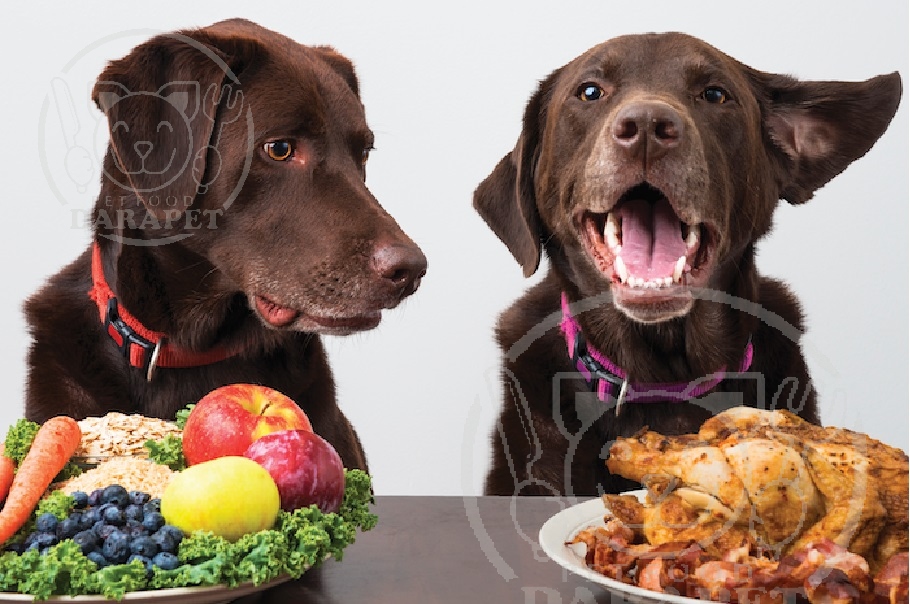 درباره غذای خشک سگ بد غذا چه می دانید؟