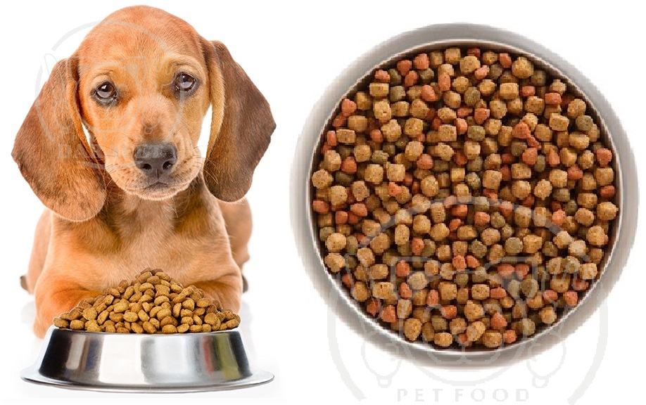 مشخصات غذای خشک سگ بالغ چیست؟