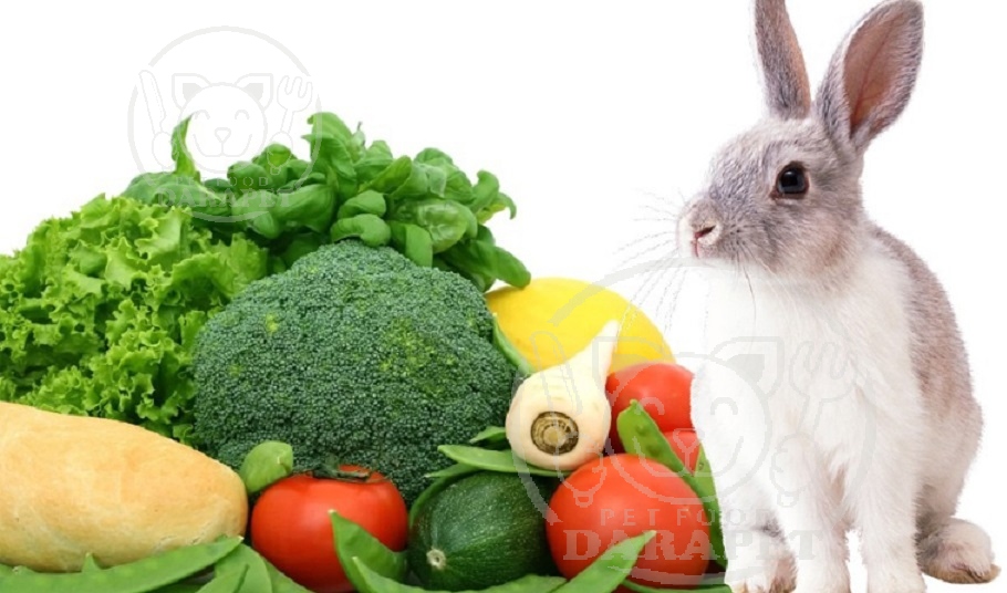 اطلاعاتی درباره غذای خرگوش خانگی