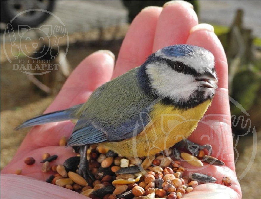 با غذای تشویقی پرندگان زینتی آشنا شوید