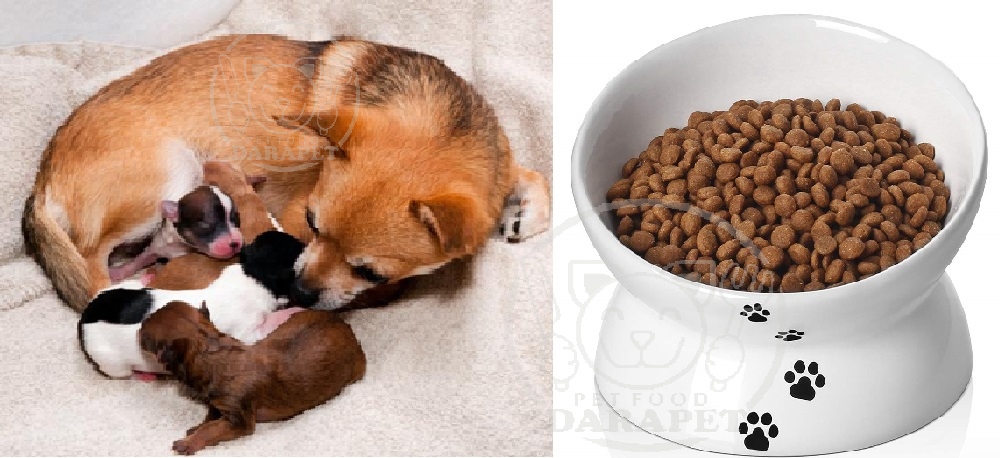 غذای مناسب برای سگ شیرده چیست؟