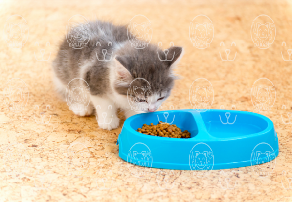 دفتر فروش خوراک بچه گربه 800گرمی