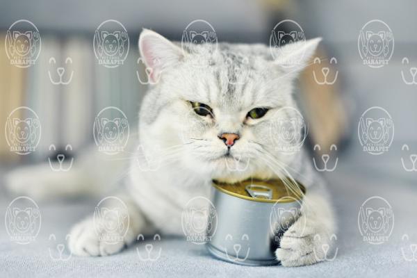 3 نکته مهم در مورد خوراک کنسروی گربه