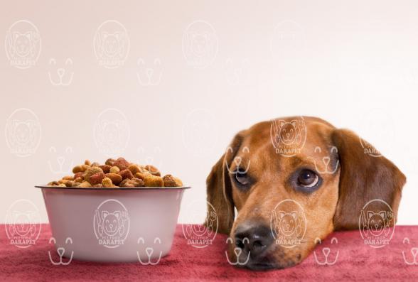 آشنایی با بهترین کنسرو غذای سگ پتی