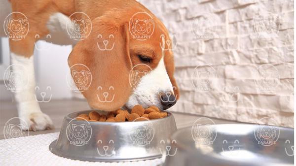 مختصری درباره فرآیند تولید خوراک سگ 