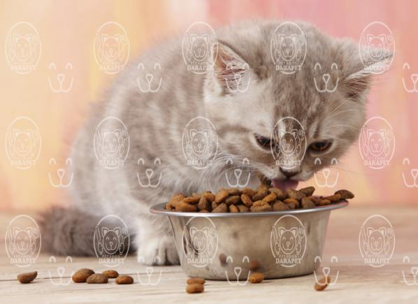 بهترین خوراک بچه گربه چیست؟