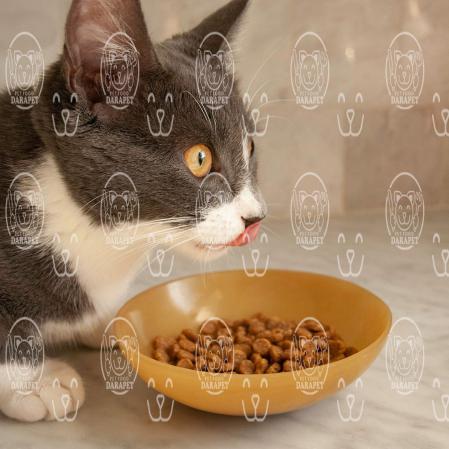 از خصوصیات خوراک خشک گربه چه می دانید؟