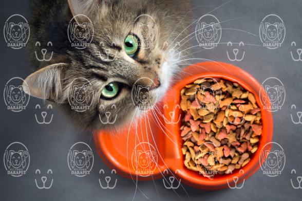 مشخصات مهم خوراک خشک گربه