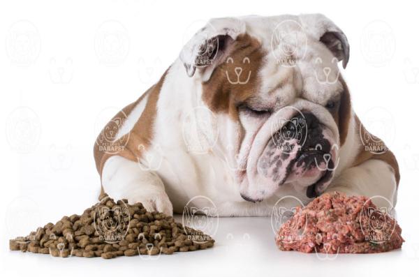 3 مورد از مزایای خوراک کنسروی سگ