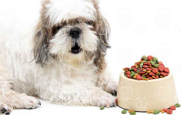 مشخصات مهم خوراک سگ بالغ