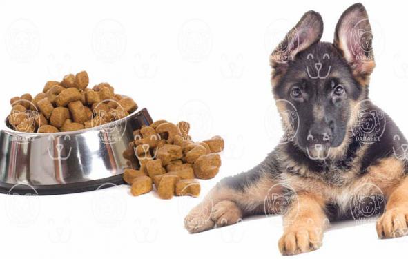 مقدار خوراک سگ نگهبان در دوره های مختلف