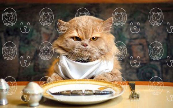 اطلاعاتی مختصر در مورد خوراک گربه