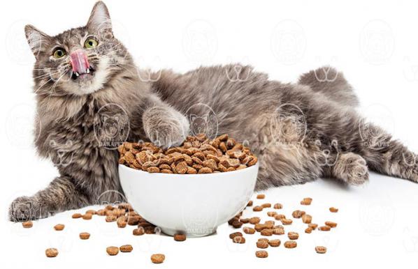 آشنایی با انواع خوراک طعم دار گربه