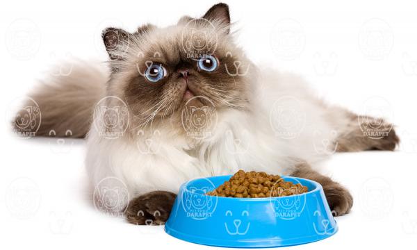 مشخصات مهم خوراک گربه کنسروی