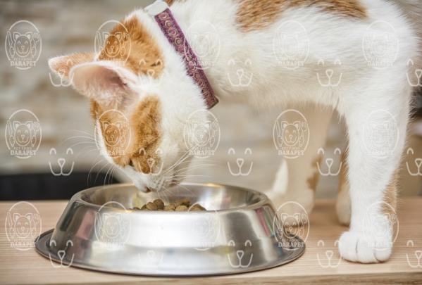 آنچه باید از خوراک کنسروی گربه بدانید