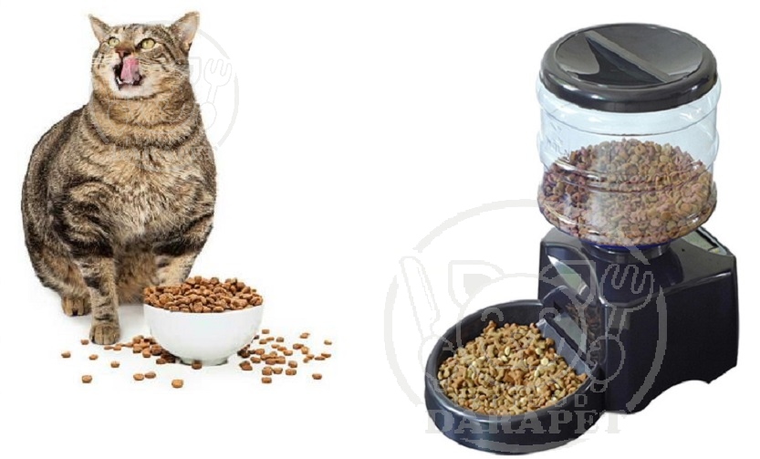 میزان مصرف غذای خشک گربه