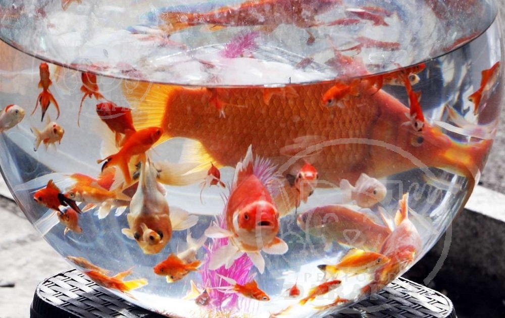 شرکت پخش انواع غذای ماهی آکواریوم 