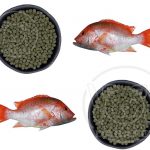 فروش آنلاین خوراک ماهی گرمابی با تخفیف ویژه