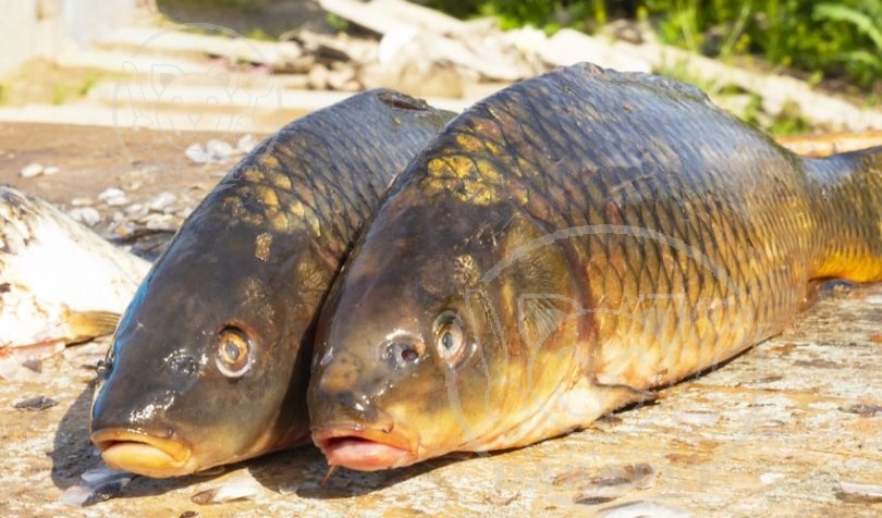 بیشترین نوع خوراک ماهی کپور درخواستی برای صادرات